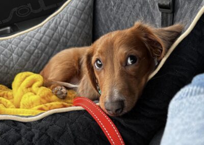 Rollo, a very sweet dachshund puppy!