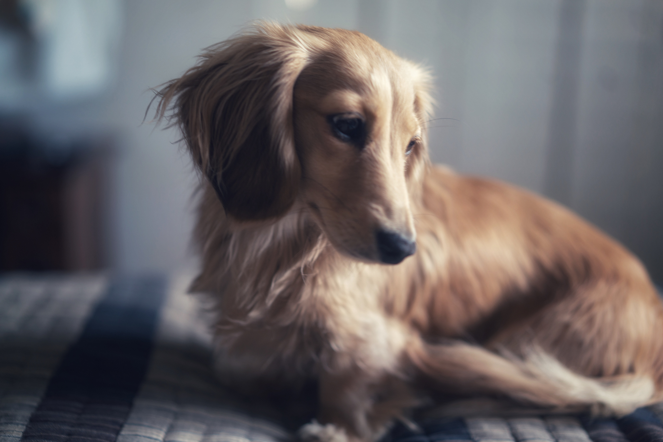 Puppy Love English Cream dachshund