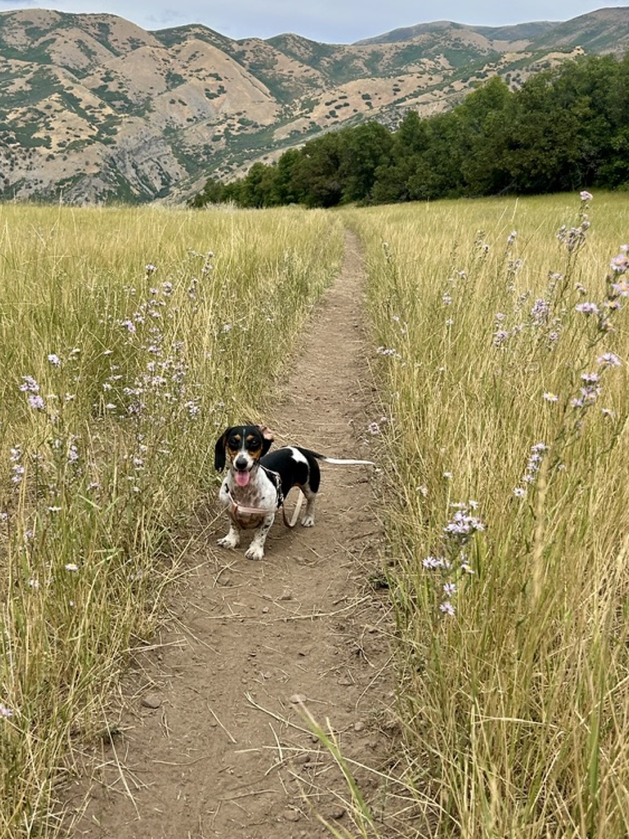 lynn_hiking Dachshund hiking