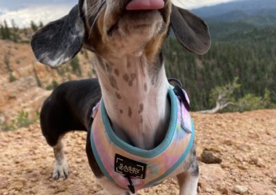 Dapple dachshund hiking