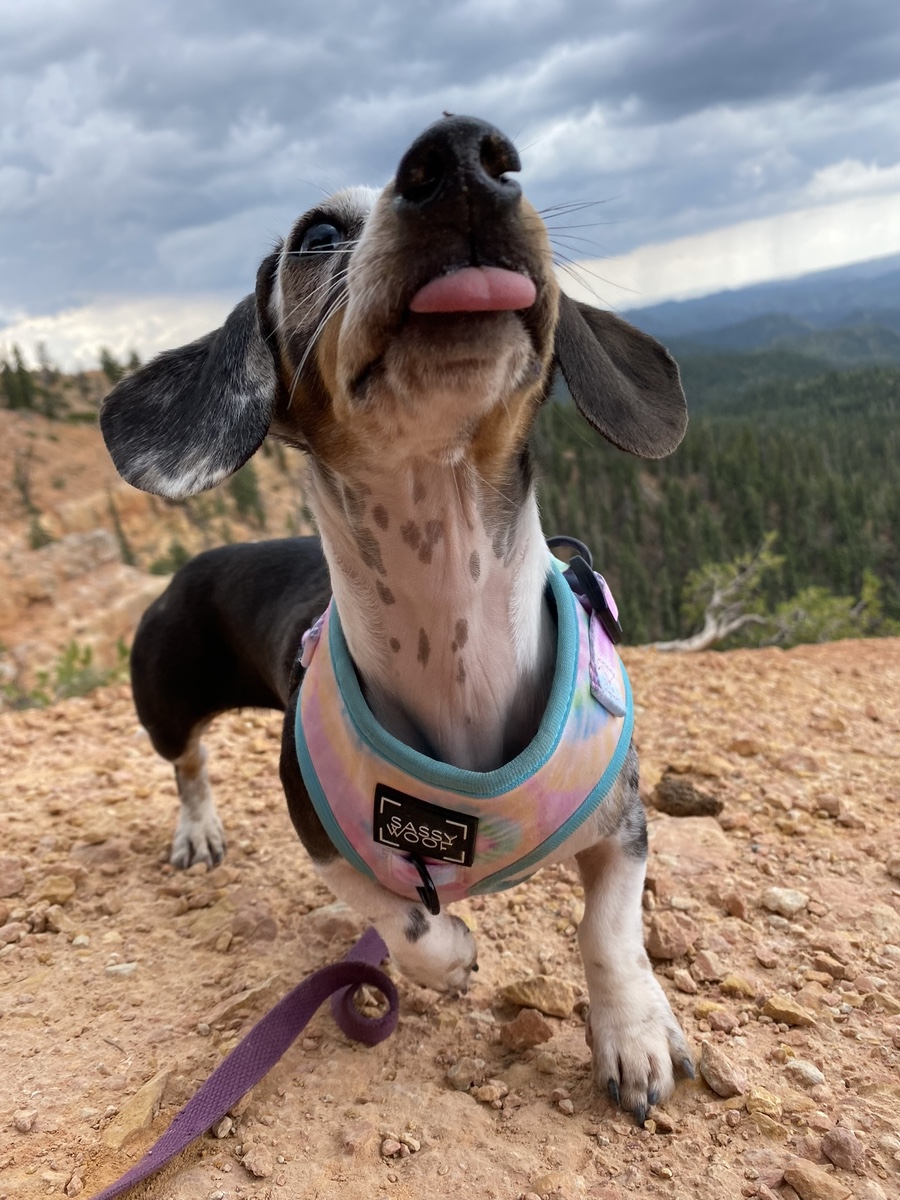 poppy_dachshund_hiking Dapple dachshund hiking