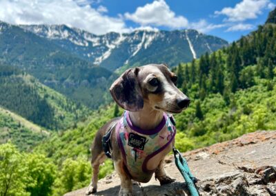Double dapple dachshund in the mountains