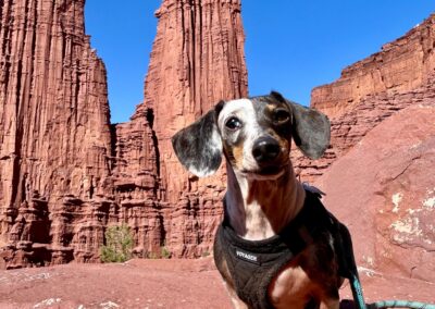 Double dapple dachshund, red rocks