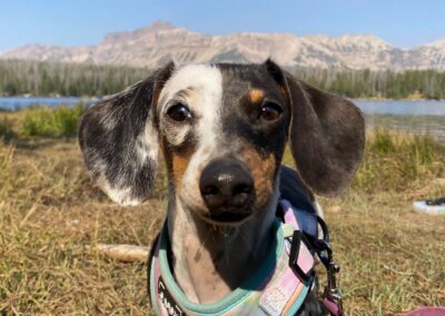 Poppy, double dapple miniature dachshund, black, tan and white
