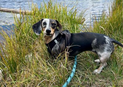 Poppy, double dapple miniature dachshund, black, tan and white.