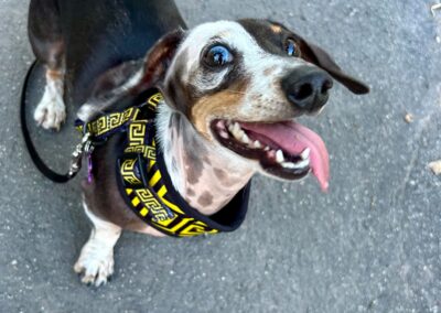 Poppy, double dapple miniature dachshund, black, tan and white.