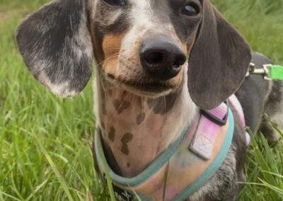 Poppy, double dapple miniature dachshund, black, tan and white.
