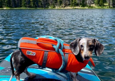 Poppy, double dapple miniature dachshund, black, tan and white paddle boarding, wearing life vest.
