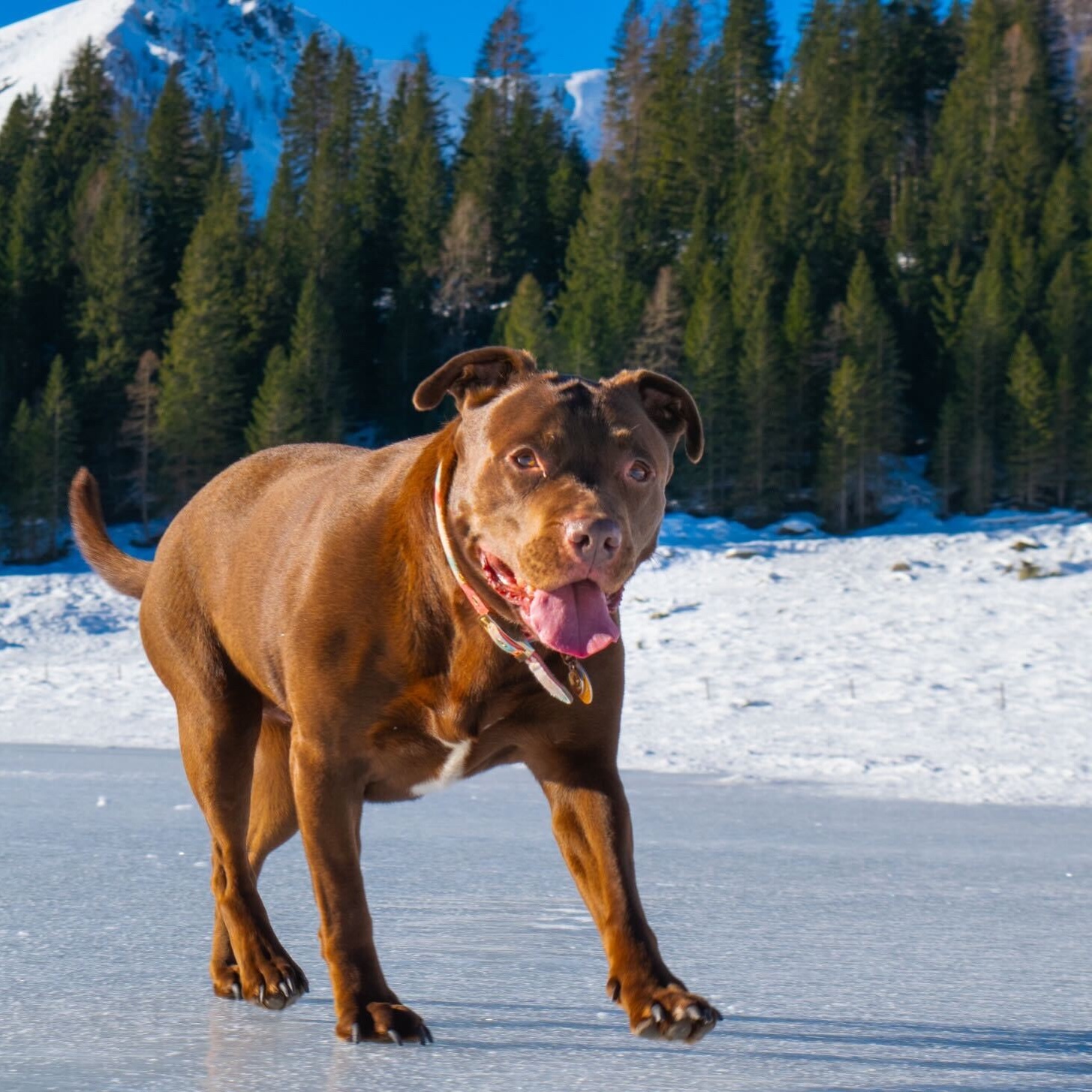 Grizzly